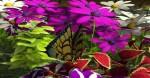 brook_garden_3 brook_garden_3