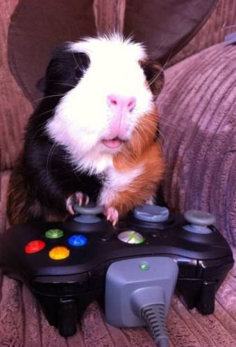 Animals with game controllers: how I failed trying to emulate the