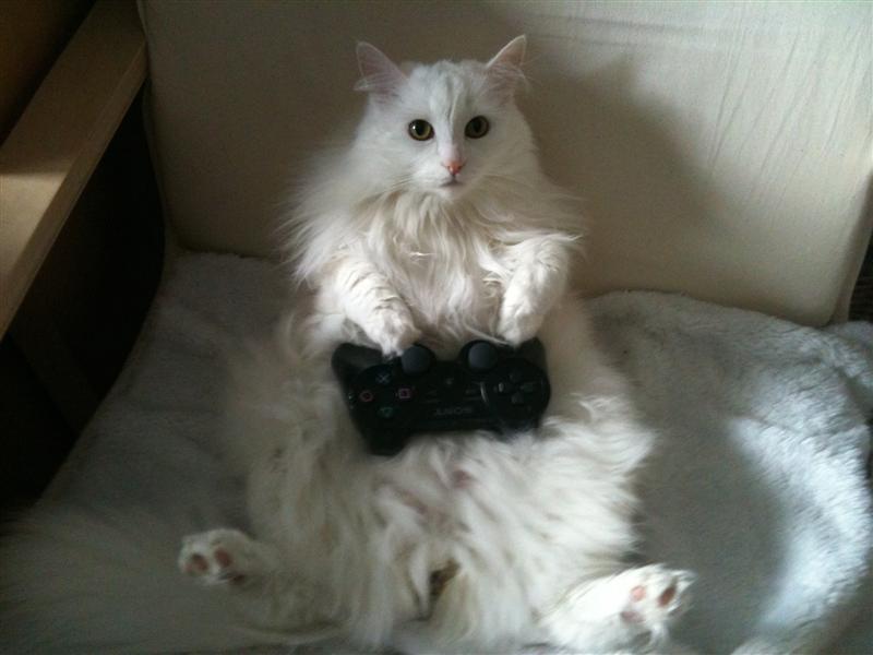 Animals with game controllers: how I failed trying to emulate the