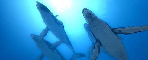 endlessocean2 endlessocean2