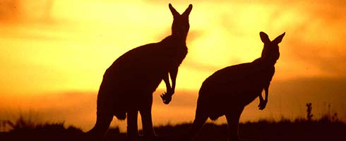 kangaroos kangaroos