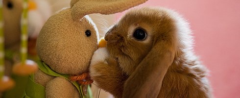 awwwwwbunny awwwwwbunny