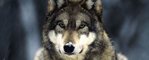 wolf wolf