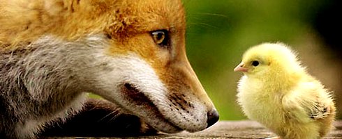 foxandchick foxandchick
