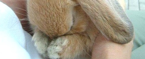 youmakebunnycrygoddamnit youmakebunnycrygoddamnit