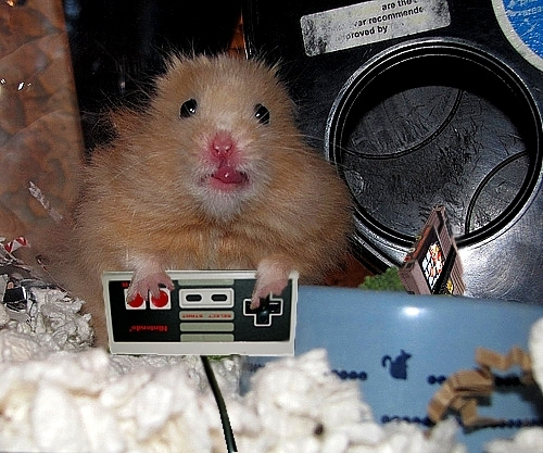 Www Hamster Video Www Hamster Video