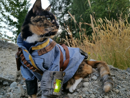 fallout_cat_cosplay_1